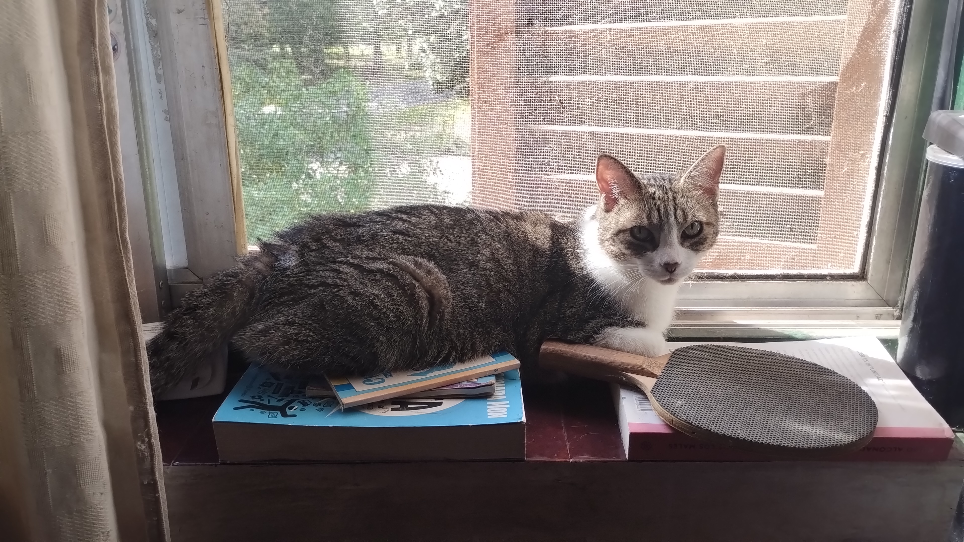 Tuni sitting on the window sill